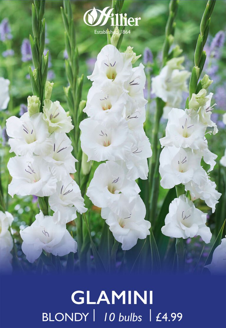 8718641998915 1 Glamini Blondy.jpg